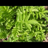 Agrimonia repens (fam Rosacees) (Europe, Turquie) (3)